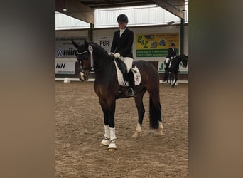 Westphalian, Gelding, 4 years, 16 hh, Brown