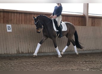 Westphalian, Gelding, 4 years, 16 hh, Brown