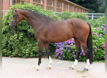 Westphalian, Gelding, 4 years, 16 hh, Brown