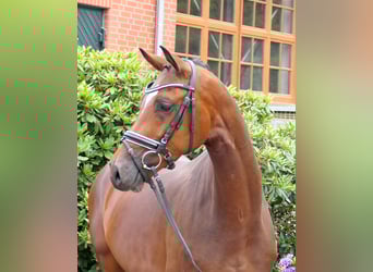 Westphalian, Gelding, 4 years, 16 hh, Brown