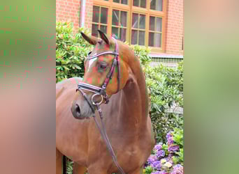 Westphalian, Gelding, 4 years, 16 hh, Brown