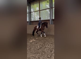 Westphalian, Gelding, 4 years, 16 hh, Brown