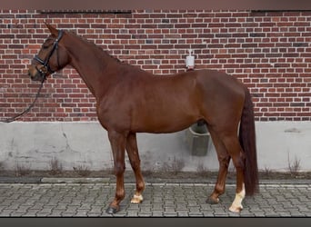 Westphalian, Gelding, 4 years, 16 hh, Chestnut