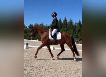 Westphalian, Gelding, 4 years, 16 hh, Chestnut