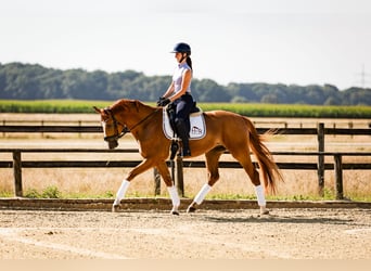 Westphalian, Gelding, 4 years, 16 hh, Chestnut-Red