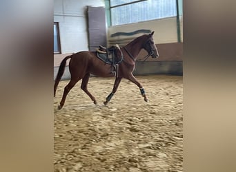 Westphalian, Gelding, 4 years, 16 hh, Chestnut-Red