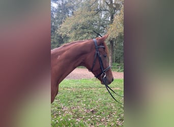 Westphalian, Gelding, 4 years, 16 hh, Chestnut-Red