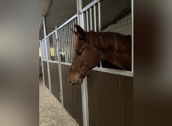 Westphalian, Gelding, 4 years, 16 hh, Chestnut-Red