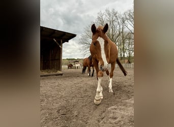Westphalian, Gelding, 4 years, 16 hh, Chestnut-Red