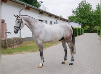 Westphalian, Gelding, 4 years, 16 hh, Grey