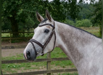 Westphalian, Gelding, 4 years, 16 hh, Grey