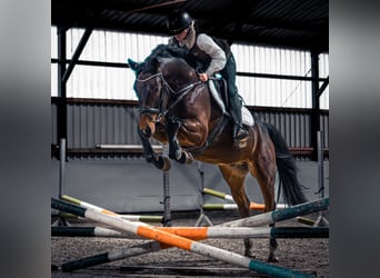 Westphalian, Gelding, 4 years, 16 hh