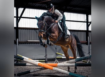 Westphalian, Gelding, 4 years, 16 hh