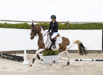 Westphalian, Gelding, 4 years, 16 hh