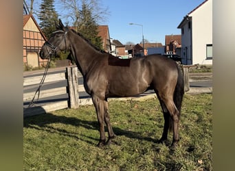 Westphalian, Gelding, 4 years, 16 hh, Smoky-Black