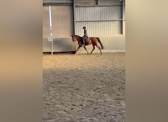 Westphalian, Gelding, 4 years, 16 hh, Sorrel