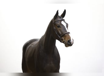 Westphalian, Gelding, 4 years, 16,1 hh, Bay-Dark