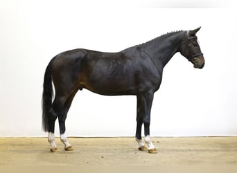 Westphalian, Gelding, 4 years, 16,1 hh, Bay-Dark