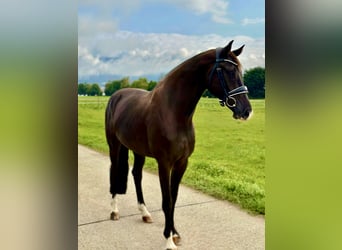 Westphalian, Gelding, 4 years, 16,1 hh, Black