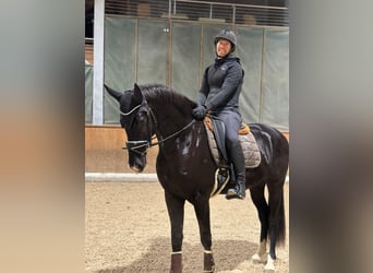 Westphalian, Gelding, 4 years, 16,1 hh, Black
