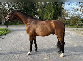 Westphalian, Gelding, 4 years, 16,1 hh, Brown