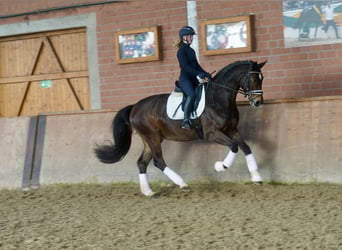 Westphalian, Gelding, 4 years, 16,1 hh, Brown