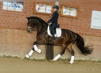 Westphalian, Gelding, 4 years, 16,1 hh, Brown