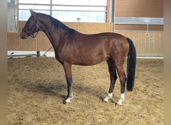 Westphalian, Gelding, 4 years, 16,1 hh, Brown