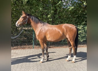 Westphalian, Gelding, 4 years, 16,1 hh, Brown