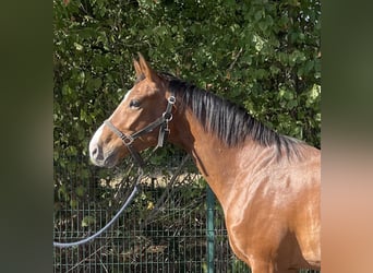 Westphalian, Gelding, 4 years, 16,1 hh, Brown