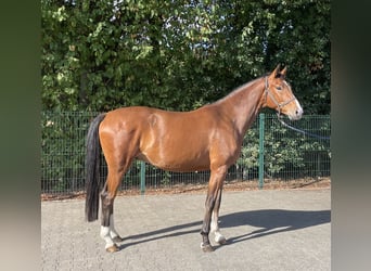 Westphalian, Gelding, 4 years, 16,1 hh, Brown