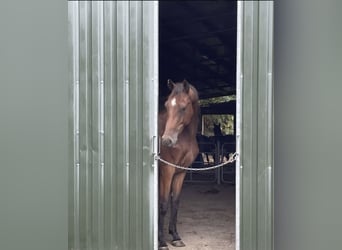 Westphalian, Gelding, 4 years, 16,1 hh, Brown