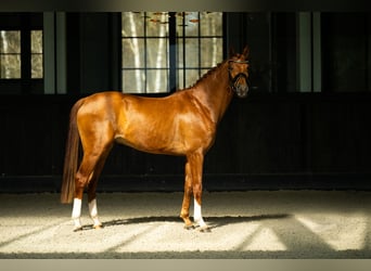 Westphalian, Gelding, 4 years, 16,1 hh, Chestnut