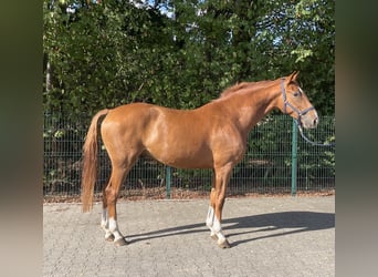 Westphalian, Gelding, 4 years, 16,1 hh, Chestnut