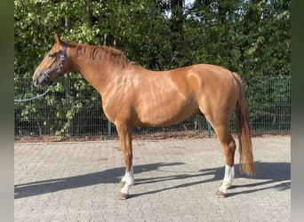 Westphalian, Gelding, 4 years, 16,1 hh, Chestnut