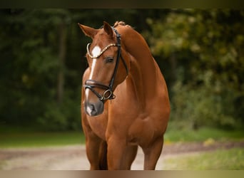 Westphalian, Gelding, 4 years, 16,1 hh, Chestnut-Red