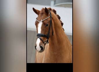 Westphalian, Gelding, 4 years, 16,1 hh, Chestnut-Red