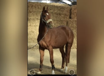 Westphalian, Gelding, 4 years, 16,1 hh, Chestnut-Red