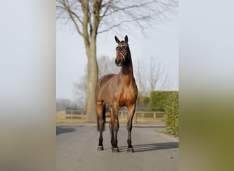 Westphalian, Gelding, 4 years, 16,2 hh, Bay-Dark