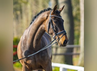 Westphalian, Gelding, 4 years, 16,2 hh, Bay-Dark