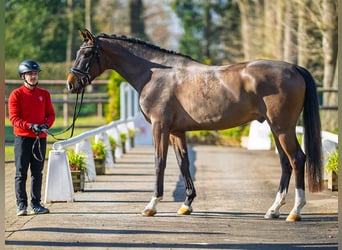 Westphalian, Gelding, 4 years, 16,2 hh, Bay-Dark