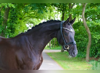 Westphalian, Gelding, 4 years, 16,2 hh, Black