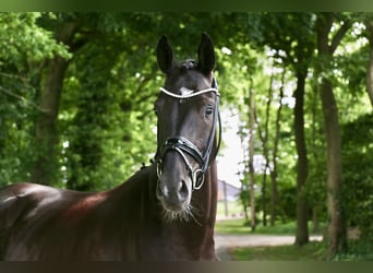 Westphalian, Gelding, 4 years, 16,2 hh, Black