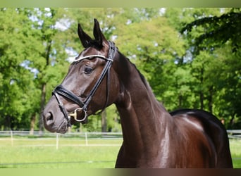 Westphalian, Gelding, 4 years, 16,2 hh, Black
