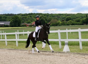 Westphalian, Gelding, 4 years, 16,2 hh, Black