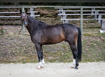 Westphalian, Gelding, 4 years, 16,2 hh, Brown