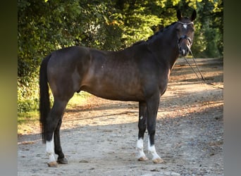 Westphalian, Gelding, 4 years, 16,2 hh, Brown