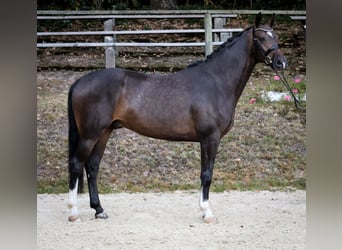 Westphalian, Gelding, 4 years, 16,2 hh, Brown