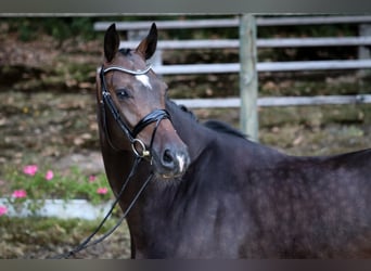Westphalian, Gelding, 4 years, 16,2 hh, Brown