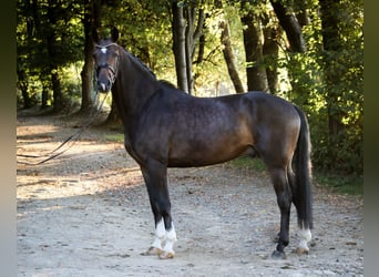 Westphalian, Gelding, 4 years, 16,2 hh, Brown